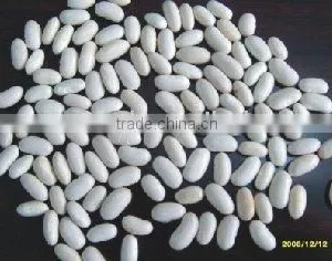 Japanese White Beans thumbnail-1