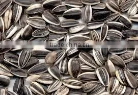 Factory Supply Bulk Organic 5009 Sunflower Seeds thumbnail-4