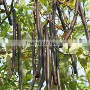 Cassia Fistula thumbnail-1