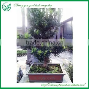 Ficus Bonsai thumbnail-6