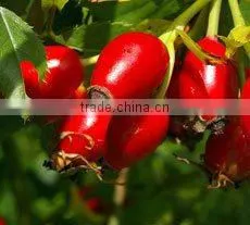 Wholesaler and Exporter of Rosehip Seed Oil thumbnail-2