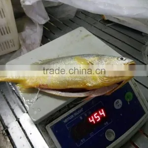 Frozen Yellow Croaker on Sale IQF 400-500g ,IWP thumbnail-3