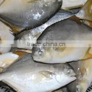 Fishing Net Delicious Frozen Golden Pomfret thumbnail-2