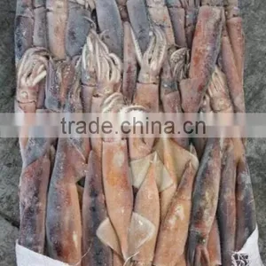 Seafrozen BQF Argentinus Illex Squid thumbnail-1
