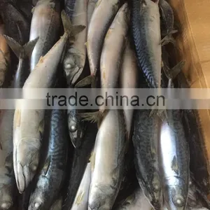 200-300g , Seafrozen , Pacific Mackerle , 15kg Ctn thumbnail-1