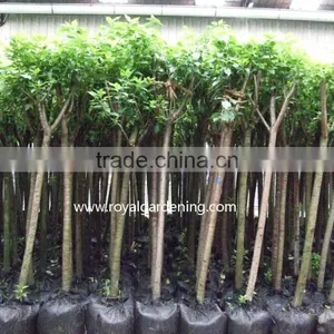Prunus Serrulata Nursery thumbnail-3