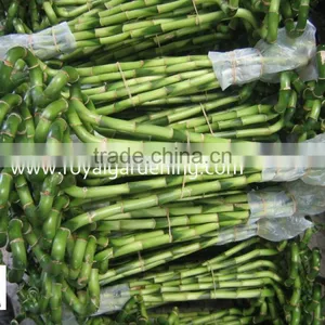 Home Decoration Ornamental Plants Spiral Lucky Bamboo thumbnail-2
