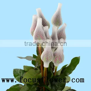 Fragrant Aroma Crazy Selling Black Rose Flower Roses Flowers Black Magic Rose for Wedding Decoration From Kunming Wholesale Fres thumbnail-5