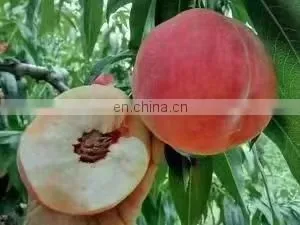 Shanghai Factory Industrial Automatic Commercial Fruit Mango Processing Equipment Peeling Coring Slicing Cutting Peeler Machine thumbnail-3