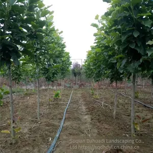 Prices of Magnolia Liliflora With Ground Diameters of 15 Cm, 18 Cm, and 12 cm in 2020. Cheap and Guaranteed Survival Rate. thumbnail-3