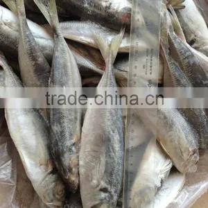 14cm 16cm 18cm 20cm Trachurus Horse Mackerel thumbnail-1