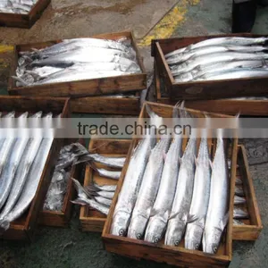 Whole Round Spanish Mackerel With Size 1-2kg thumbnail-2