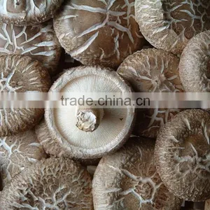 CT-C Series Hot Air Circulating Drying Oven for Mushroom thumbnail-3