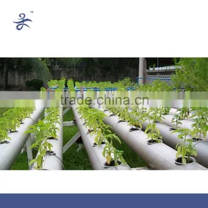 Agricultural Greenhouse Flat Hydroponics thumbnail-1
