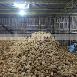 Good Quality Pure Fresh Semi Husked Dry Coconut for Sell thumbnail-1