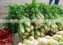 Fresh Celery thumbnail-1