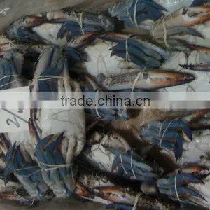Frozen Fish / Crabs / Shrimps / Clams and Dried Fish Skin & Bones thumbnail-5