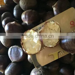 Large Quantity Natural Healthy Chestnut thumbnail-2