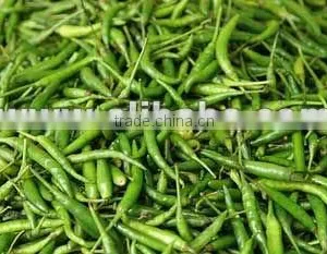 Indian Green Chillies thumbnail-1