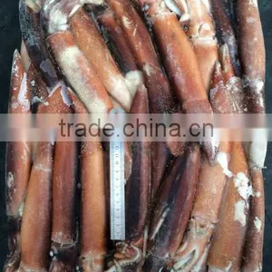 Frozen Squid Whole Argentina Illex thumbnail-2