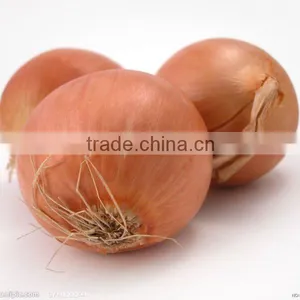 Fresh Yellow Onion thumbnail-1
