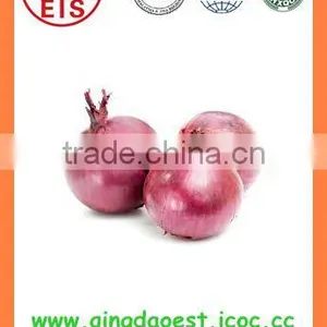 Bulk FOR SALE Fresh Yellow Onion thumbnail-4