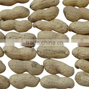 Delicious Organic Taste Peanut in Shell thumbnail-6