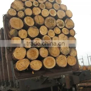 Timber Log / Sawlogs /Wood Round Logs thumbnail-1