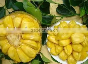 Jack Fruit Microwave Vacuum Dryer thumbnail-6