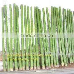 Hotel Lobby Decoration Bamboo Plant Stand Bamboo Poles Cheap Artificial Artificial Bamboo thumbnail-3