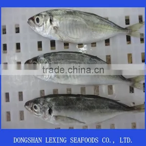 Frozen Horse Mackerel thumbnail-1