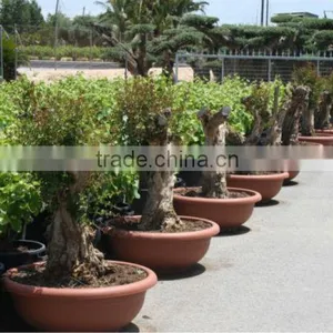 Pomegranate (Punica Granatum) Trees thumbnail-4
