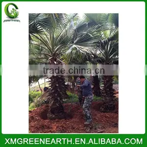Washingtonia Robusta Palms Trunk 2.5m (2) thumbnail-1