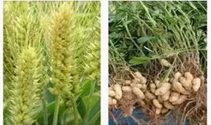 Chemical Pgr Uniconazole 95%TC Suitable for Lodging Resistance in Rice and Wheat thumbnail-2