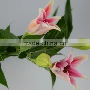 New Sorbonne Export Lilies Fresh Cut Flowers thumbnail-2