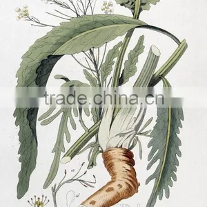 Wasabi Powder With Varioues Specification for Fresh Sashimi thumbnail-4