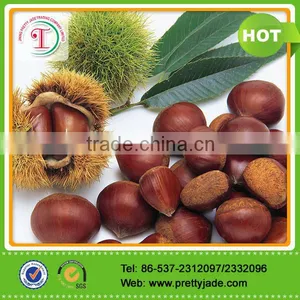 Chinese Fresh Chestnut thumbnail-1