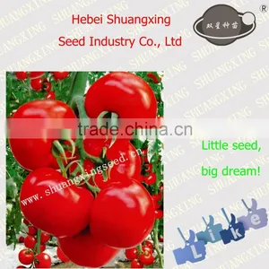 F1 Indeterminate Hybrid Tomato Seeds thumbnail-1