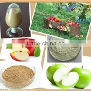 Apple Polyphenols Factory UV 50%-80% Polyphenols thumbnail-1