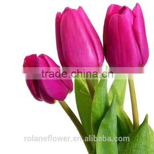 Top Quality Fresh Cut Pueple Tulip Flower for Wholesale thumbnail-4