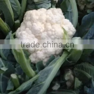 IQF Frozen Cauliflower Florets thumbnail-1