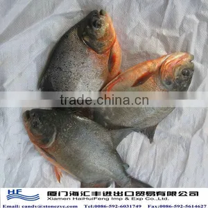 Frozen Red Pomfret thumbnail-1