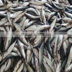 Fish thumbnail-1