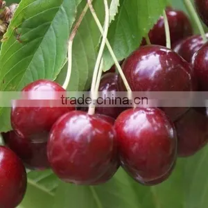 Sweet Fresh Cherry Seedling thumbnail-6