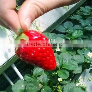 Hydroponic System Strwberry thumbnail-2