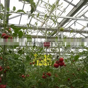 Tomato Growing Greenhouse thumbnail-1