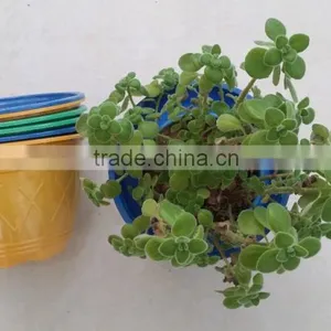 Blue Yellow Purple Plastic Plant Flower Pot thumbnail-1