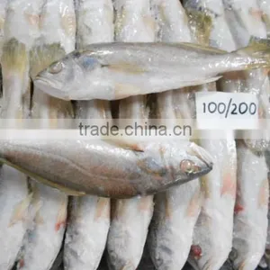 Frozen Silver Croaker Whole thumbnail-1