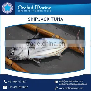Delicious/ Highly Nutritious Whole Round Skipjack Tuna at Affordable Price thumbnail-3