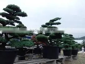 a Heart Feels Relaxed and Professional Garden Decor Japanese BONSAI at Custom Tailoring thumbnail-1